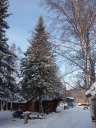 main entrance with a tree